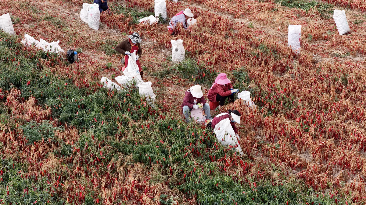 Erntehelfer pflücken rote Chilis auf einem Feld und sammeln sie in weißen Säcken